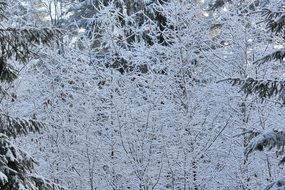 landscape of winter forest