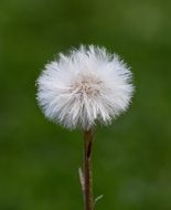 dandelion on the blurred background