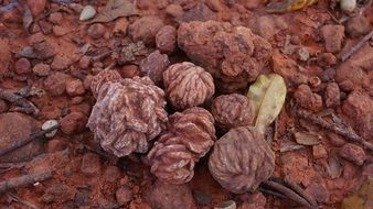 rose-like formations in oklahoma desert
