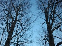 trees without foliage in autumn