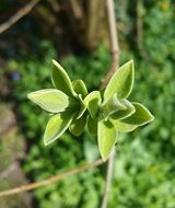 green tree sprouts in spring