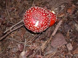 agaric toadstool mushrooms