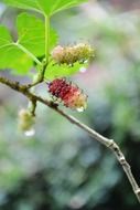 berries on a branch in drops of water