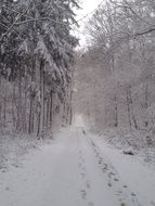 forest trail in a winter snowy forest