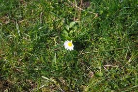 amazing daisy flower