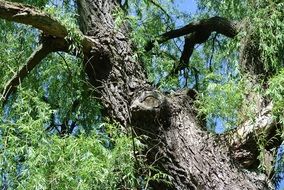 old bark on the tree body