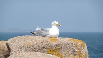 seagull sits at top of rock on seaside