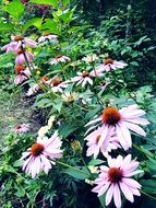coneflower flower