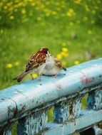 wild birds on the bridge