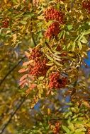 berries of autumn mountain ash close-up