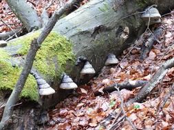 forest tree mushrooms on an old trunk