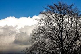 tree without leaves on a background of white clouds