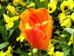 bright orange tulip closeup