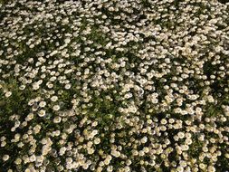 top view on a meadow of white flowers