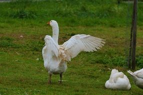 white cute goose wings