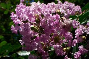 fragrant purple flowers in the botanical garden in the bright sun close-up