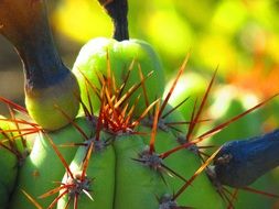 orange cactus needles close-up on blurred background