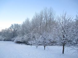 snowy trees in park, winter landscape, poland