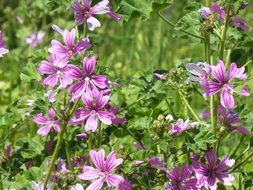 light purple summer flowers on a sunny day