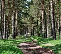 woodland walkway