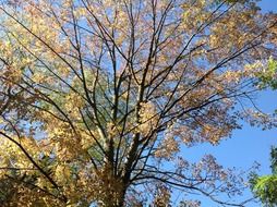 Beautiful branches in autumn