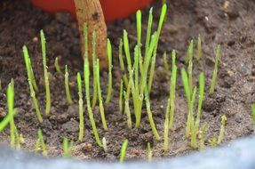 living foods small buds