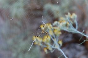 spider in center of cobweb