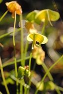 extraordinary beautiful yellow flower