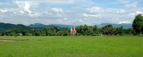 landscape of rice field in thailand