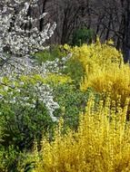 Yellow and green flowers in spring