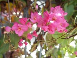pink flowers in a botanical garden