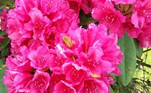 attractive rhododendron bud
