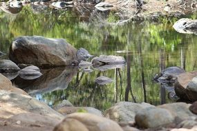 calm water in the lake with stones