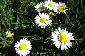 cute little daisies