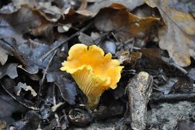 yellow chanterelle mushroom on dry foliage