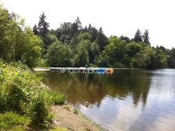 quiet lake in the forest on a sunny day