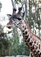 beautiful giraffe in a zoo in Africa