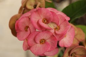 pink flower in spring garden close up