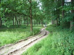Green forest park