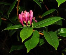 pink flowers on a green decorative bush in the garden