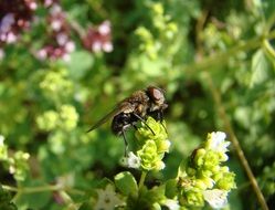 Insect on the green bush