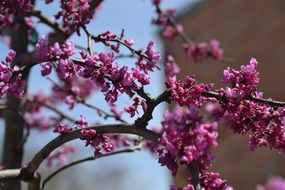 bright lilac small flowers on a bush