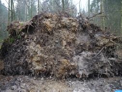the root of the tree is turned out of the ground