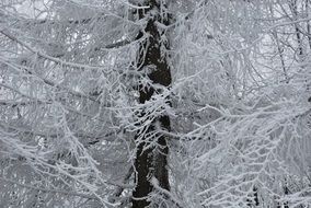 picture of the white frost tree