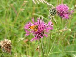 Plant in United Kingdom