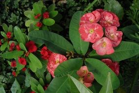 amazing euphorbia