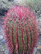 cactus with pink thorns