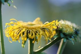 Macro photo of the yellow blossoming flowers