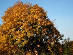 golden autumn tree