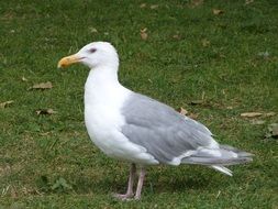 White and grey seagull